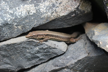 stone in the forest with a lizard