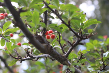 red berries on a tree