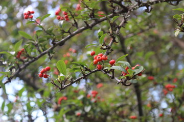 red berries on a tree