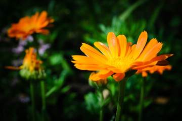 Calendula (Marigold). Colorful orange flower. - obrazy, fototapety, plakaty