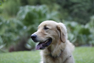 portrait of golden retriever