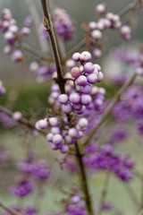 Fruits du Callicarpa bodinieri dans un jardin du Nord de la France.