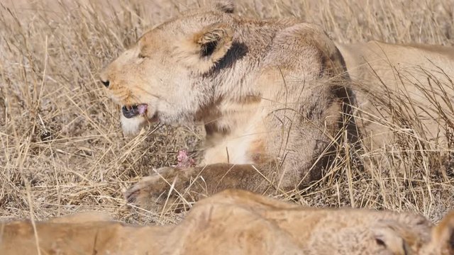 a 180p slow motion side view of a lion eating a warthog at serengeti national park in tanzania, africa