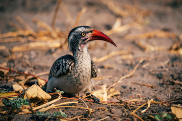 Rotschnabeltoko, Chobe National Park, Botswana