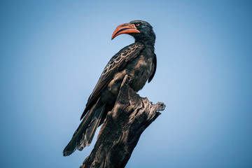 Felsentoko auf einem Baum, Chobe National Park, Botswana