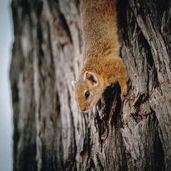 Buschhörnchen an einem Baum, Chobe National Park, Botswana
