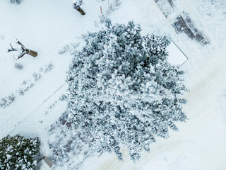 aerial drone view of pine and leaf forest covered with snow in cool winter day b