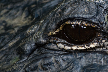 Fototapeta premium Eye of the Gator