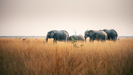 Elefanten mit Jungtieren in der Savanne, Chobe Nationalpark, Botswana
