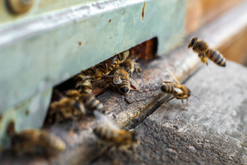 Closeup bee portrait on honeycomb in beehive. Apiculture concept
