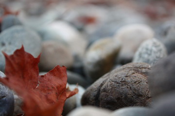 Leaf anf Rocks