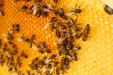 close up honeycomb in wooden beehive with bees on it. Apiculture concept