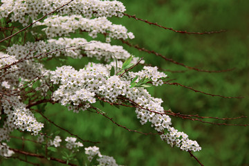 decorative spring plant white shrub Spirea Thunberg