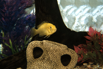 Labidochromis caeruleus © Kamil