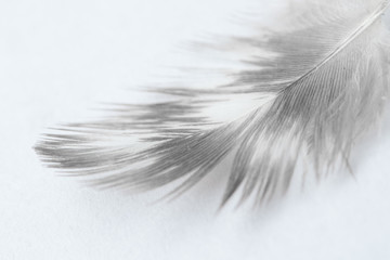 White feather on white background