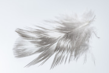 White feather on white background