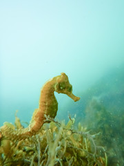 Seahorse. Yellow Sea horse