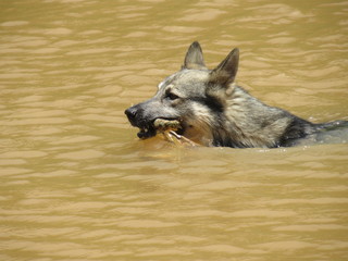 dog in the water