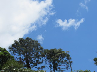 Fototapeta premium araucaria on mantiqueira mountains Brazil
