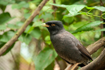 blackbird on branch - Pomerode SC Brasil