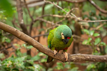parrot on a branch - Pomerode SC Brasil