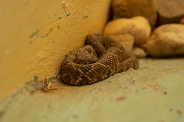 snake - Pomerode SC Brasil