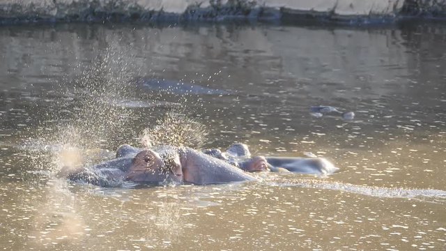 180p slow motion shot of two hippopotamus in the nyabogati hippo pool at serengeti national park in tanzania