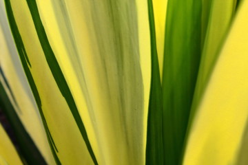 Hojas verdes en primavera. Macro