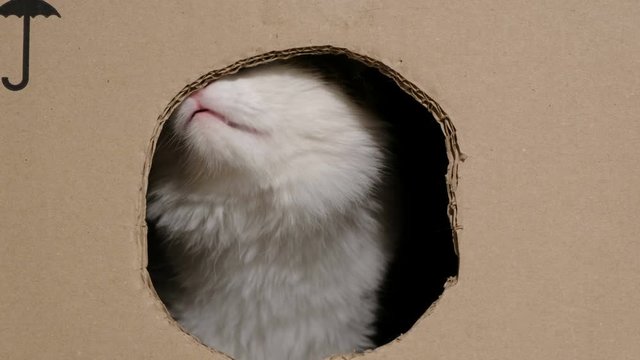 Funny cat gnaws a cardboard box with a hole to enter inside, yawns like a lion