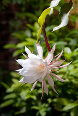 Queen of the Night, only blooms one night a year for several years and withers within hours