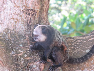 monkey on the tree in Trancoso Brazil