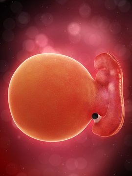 Illustration of a human foetus, week 5