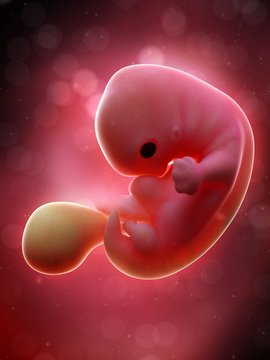 Illustration of a human foetus, week 7