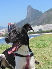 Dog on the Botafogo Bay Rio de Janeiro Brazil