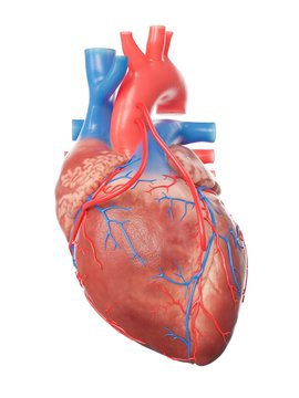 Illustration of a heart with 2 bypasses