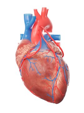 Illustration of a heart with 3 bypasses