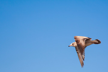 Seagull in Flight