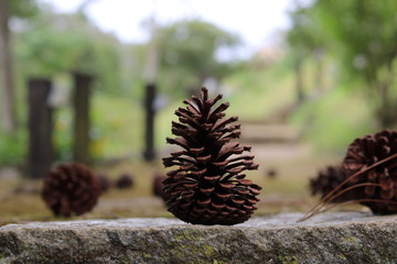 pine on the floor