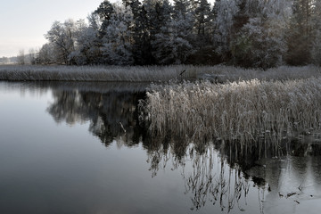 Fototapeta na wymiar Sea bay with frosty reeds on cold autumn day.