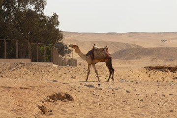 camel in the Egyptian desert