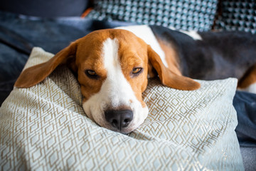 Beagle dog tired sleeps on a couch