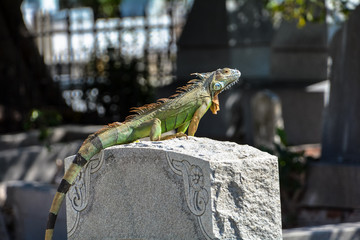 iguana enjoying sun
