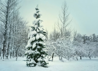 Nature in winter. Plants and trees covered with snow. Winter background.