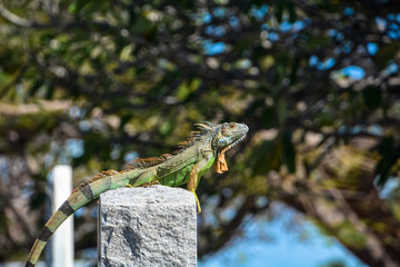 iguana enjoying sun