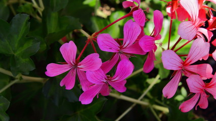 Flores lila. Moradas. Primer plano. macro