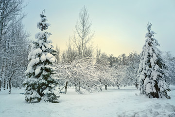 Nature in winter. Plants and trees covered with snow. Winter background.