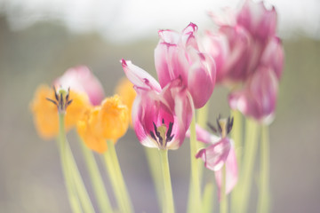 Beautiful purple and yellow tulips against the sun. Out of focus concept