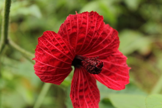 red flower