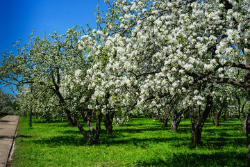 Apple blossom in garden