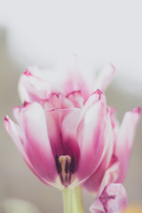 Fototapeta na wymiar Beautiful purple tulips against the sun. Out of focus concept